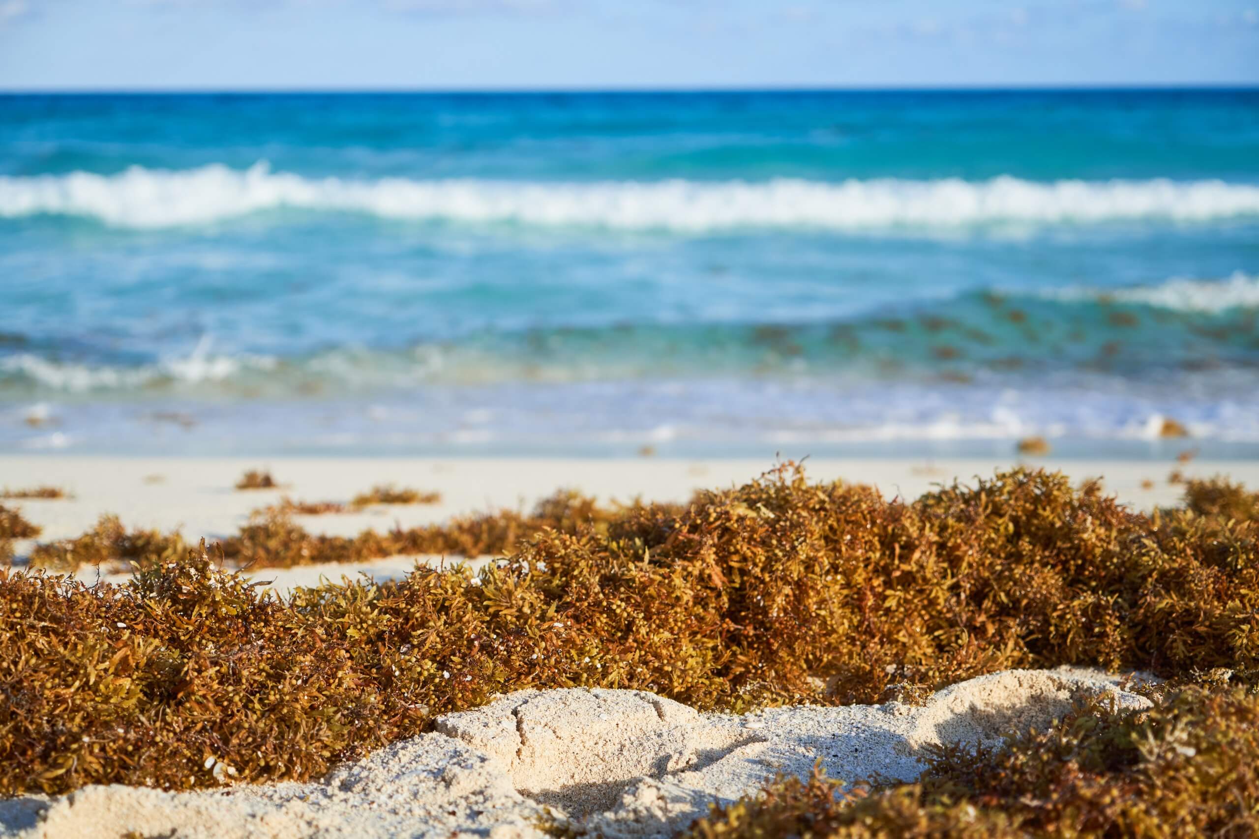 Sargassum In The Riviera Maya: What Is It & How All-Inclusive Resorts Are Handling It With Sargassum Barriers