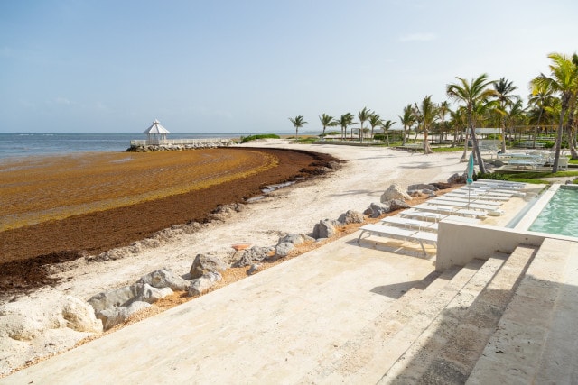 Sargassum All Over The Beach In Cancun
